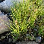 Carex subspathacea Hábitos