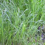 Carex emoryi आदत