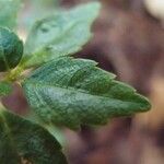 Pilea urticifolia Hostoa