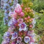 Echium callithyrsum Flower