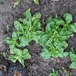 Valeriana locusta Hoja