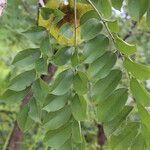 Pterocarpus angolensis Folha