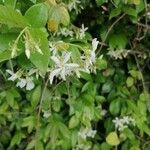Trachelospermum jasminoides Bloem