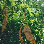 Mucuna urens Fruto