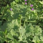 Geranium pyrenaicum Blad