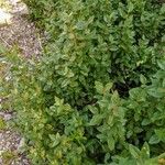 Shepherdia canadensis List