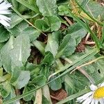 Bellis perennis 叶