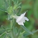 Galeopsis angustifolia Blomma