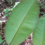 Cotylelobium melanoxylon Hoja