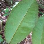 Cotylelobium melanoxylon Leaf