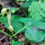 Aristolochia pallida Flower