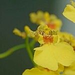 Oncidium altissimum Virág