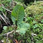 Rumex obtusifolius ഇല