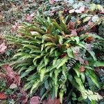 Asplenium scolopendrium Облик