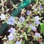 Phacelia distans Flower