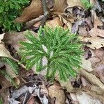 Lycopodium dendroideum Habitus