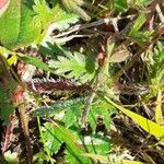 Erodium botrys Hoja