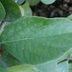 Bignonia magnifica Leaf