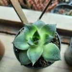 Echeveria purpusiorum葉