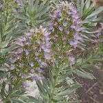 Echium webbii Habit