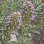 Echium webbii Elinympäristö