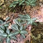 Goodyera pubescens Blatt