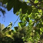 Bauhinia forficata Листок