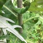 Cirsium heterophyllum Bark