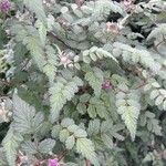 Rubus thibetanus Hoja