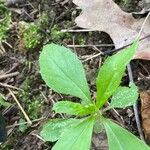 Oclemena acuminata Blad