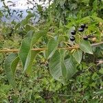 Prunus mahaleb Fuelha