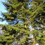 Abies grandis Habitus