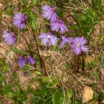 Soldanella alpina फूल