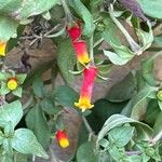 Manettia luteorubra Flor