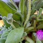 Dorotheanthus bellidiformis Otro