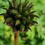 Trollius chinensis Frutto