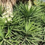 Yucca gigantea Φύλλο