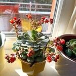 Echeveria elegansList