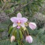Spathoglottis plicata Цветок