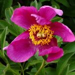 Paeonia mascula പുഷ്പം