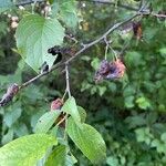 Prunus americana Blatt