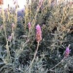 Lavandula dentataFlower