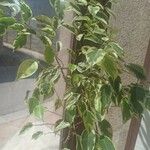 Ficus retusa Blad