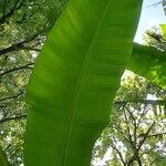 Musa spp. ᱥᱟᱠᱟᱢ