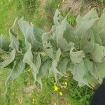 Verbascum densiflorumHostoa