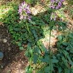 Betonica officinalis 花