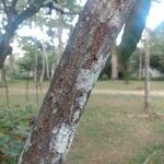 Cordia nodosa Kôra