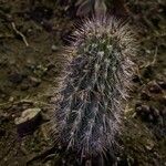 Echinocereus engelmannii Yaprak