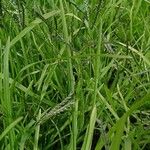 Digitaria ischaemum Habit
