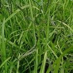 Digitaria ischaemum موطن